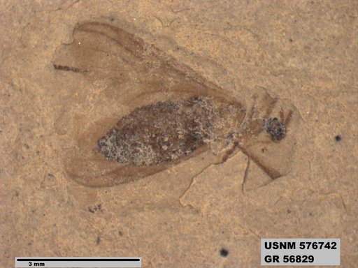 Insecta