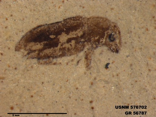 Insecta