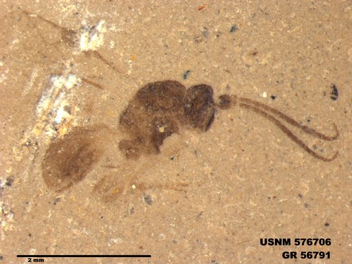 Insecta