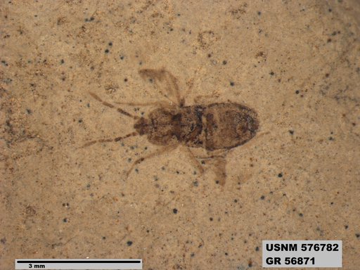 Genus sp