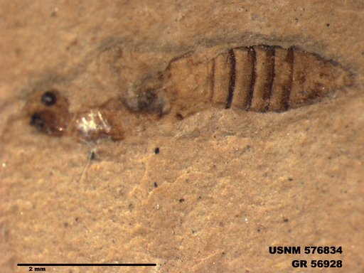 Insecta
