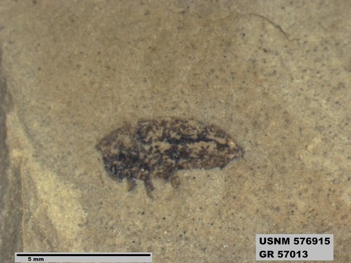 Insecta