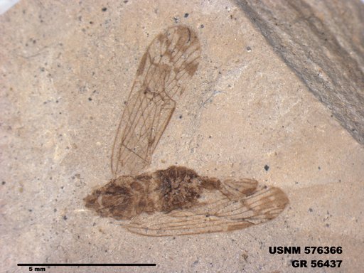 Genus sp