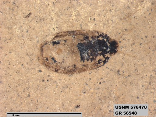 Insecta