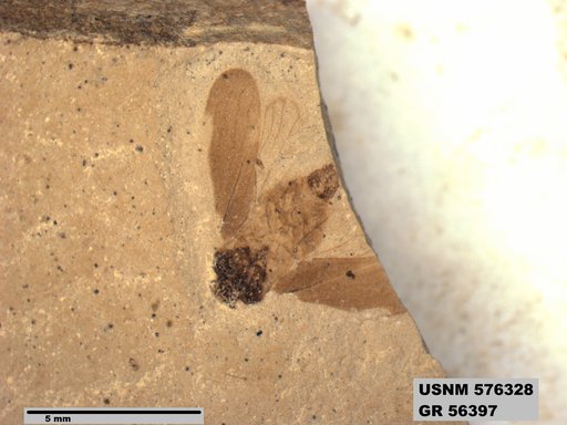 Genus sp