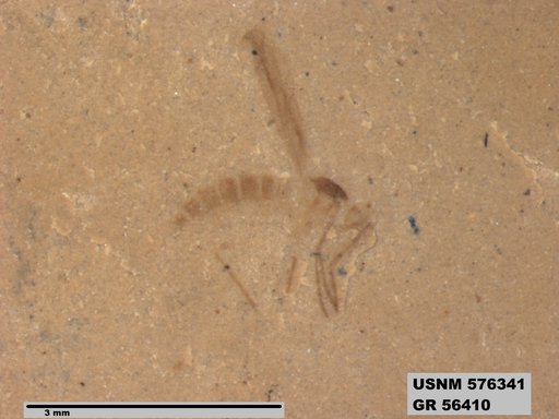 Insecta