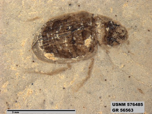 Insecta