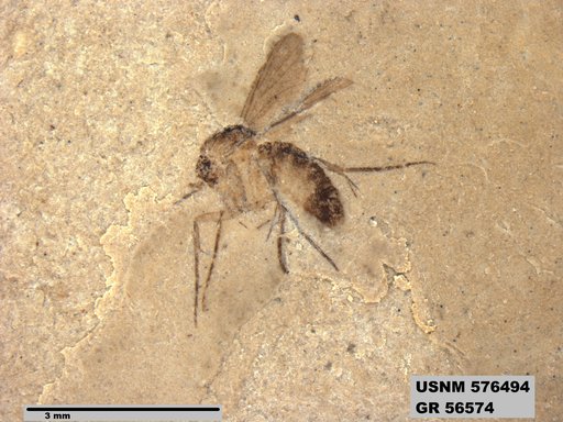 Insecta