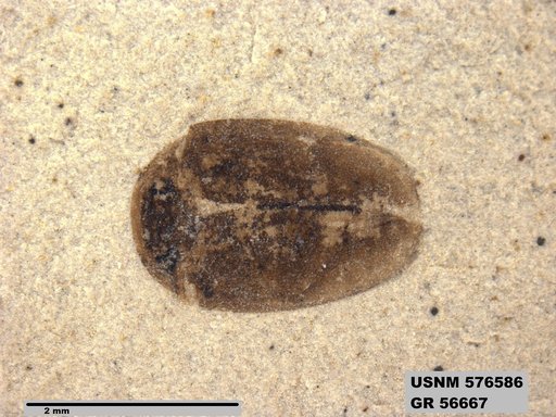 Insecta