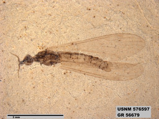 Insecta