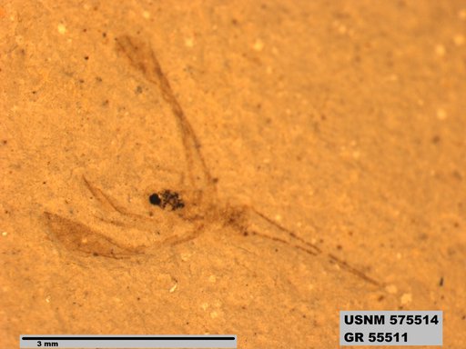 Insecta