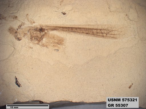 Eoerianthus eocaenicus