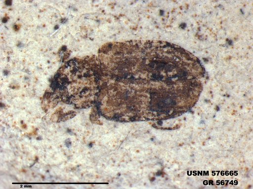 Insecta