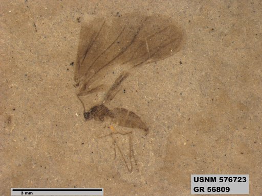 Insecta