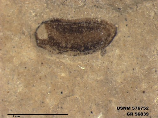 Insecta
