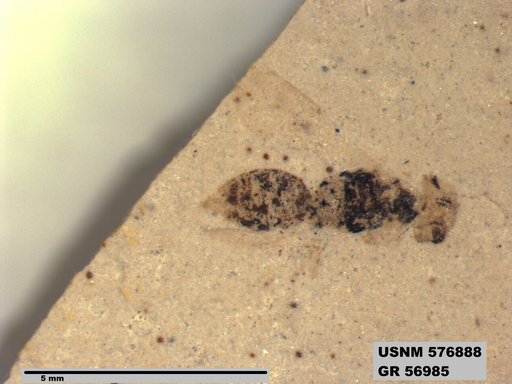 Insecta