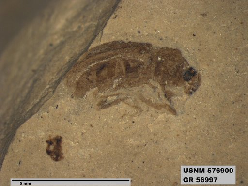 Insecta