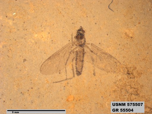 Insecta