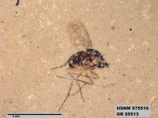 Insecta