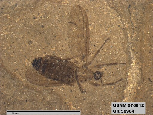 Insecta