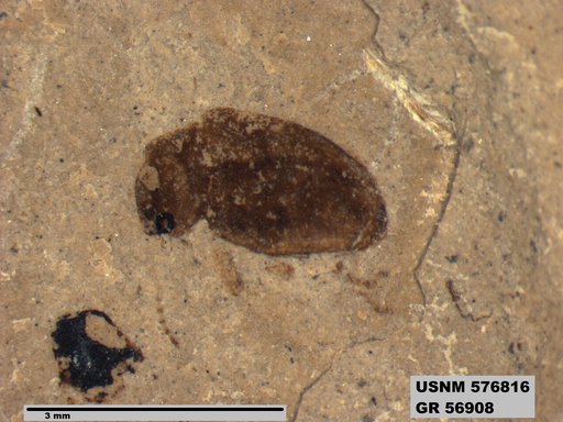 Insecta