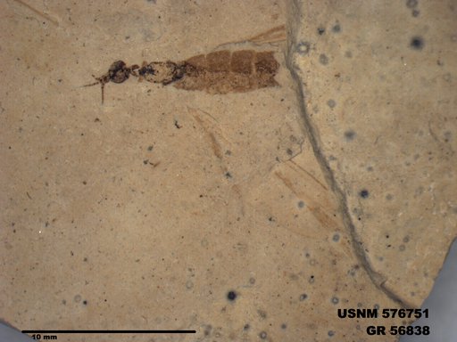 Insecta