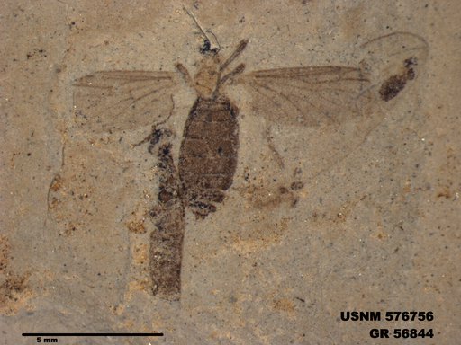 Insecta