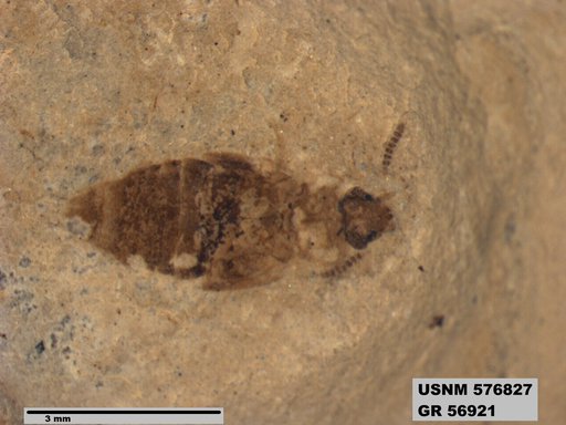 Insecta