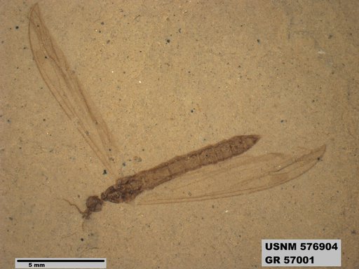 Insecta