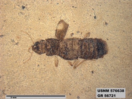 Insecta