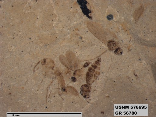 Insecta