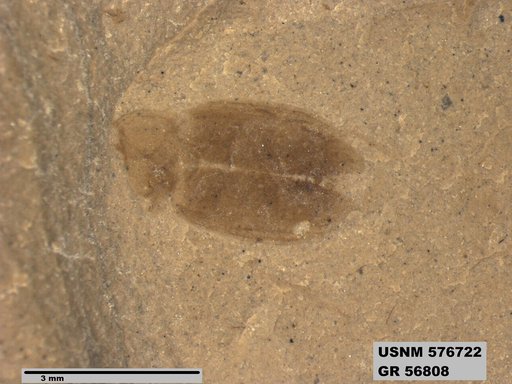 Insecta