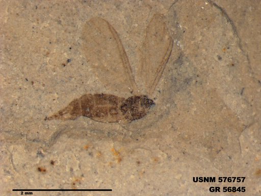 Insecta
