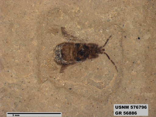 Genus sp