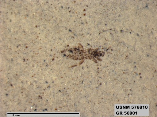 Insecta