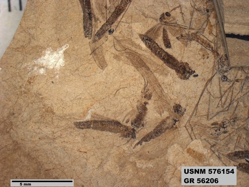 Insecta