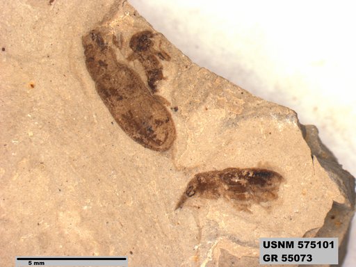 Genus sp