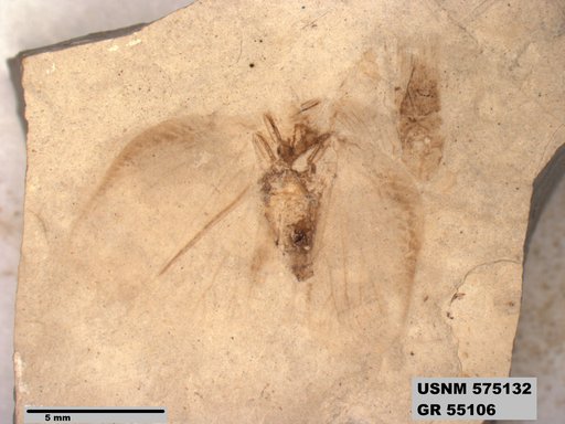 Insecta