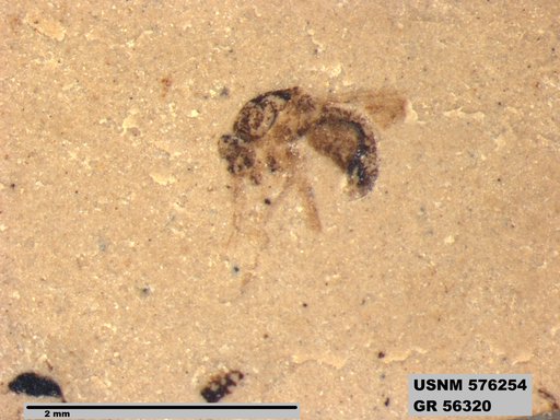 Insecta