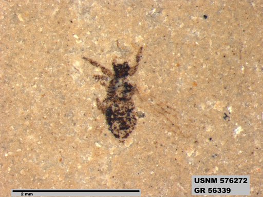 Insecta