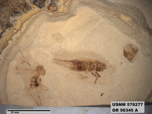 Pronemobius sp