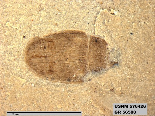 Insecta