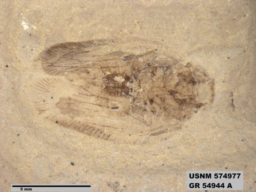 Genus sp