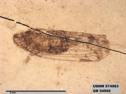 Genus sp