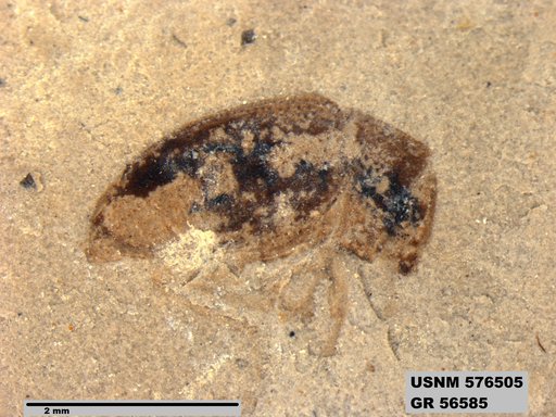 Genus sp