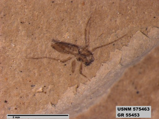 Insecta