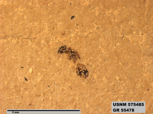 Insecta