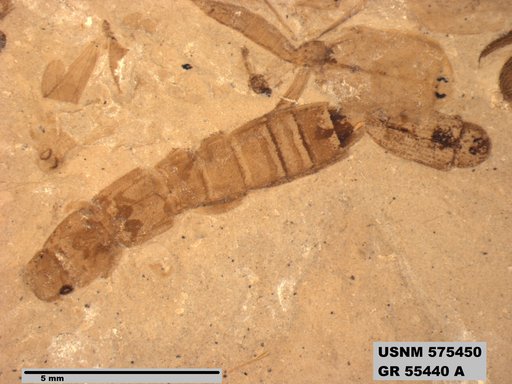 Genus sp