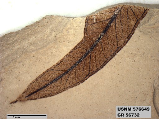 Insecta