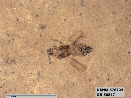 Insecta